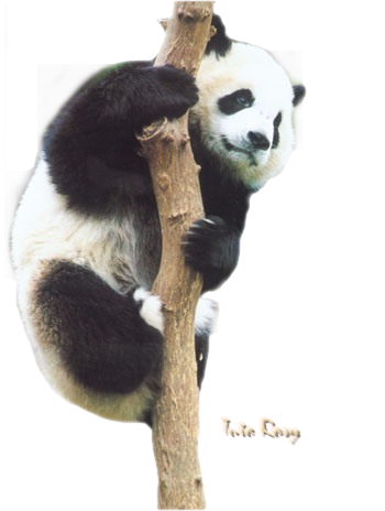 poupée panda