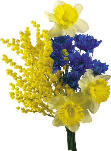 mimosa-jonquille-bleuet-png-R.png